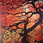 GIV ME LUV - REMIXES