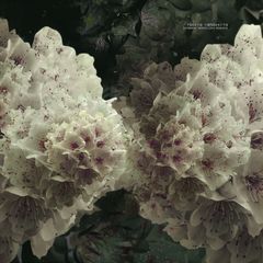 DAYBREAK - MIRKO LOKO REMIXES