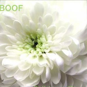 THE HYDRANGEAS WHISPER