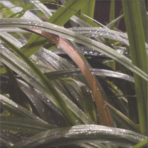 THE LIFE BEHOND THINGS EP (ISOUL8 RMX)