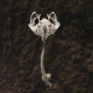 THERE'S SOMETHING INSIDE ME