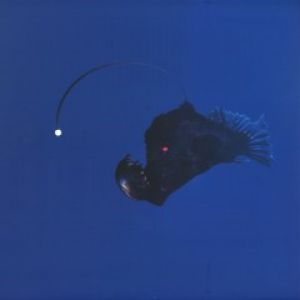 NO LIGHT BELOW